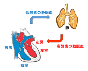 図1.心臓4つの部屋と血液の流れ　心臓から低酸素の静脈血が肺に送られ、肺から高酸素の動脈血が心臓に送られることを表すイラスト