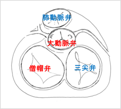 図2. 心臓弁　心臓の中の三尖弁、肺動脈弁、僧帽弁、大動脈弁の場所を示すイラスト