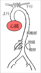 図1. 大動脈部位