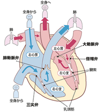 図1．心臓と血液循環（日本心臓財団HPより引用）