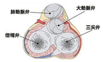図2．心臓の4つの弁　（日本心臓財団HPより引用）